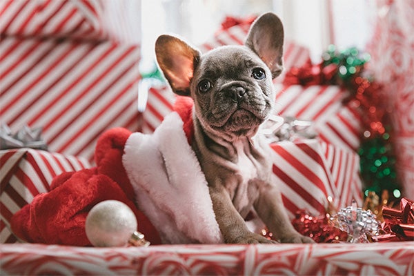 Puppy playing in christmas presents