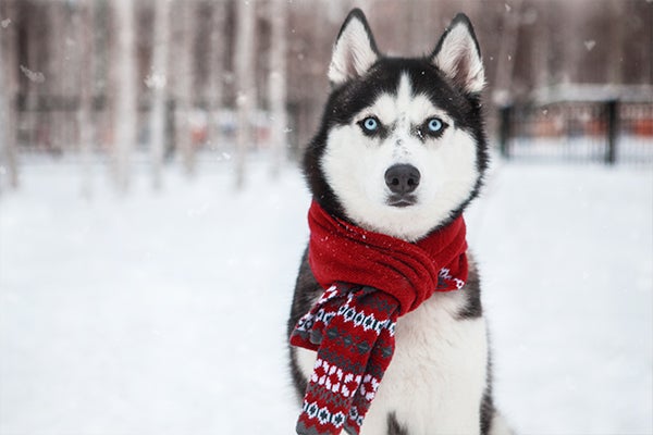 A husky outside in the snow with a scarf on