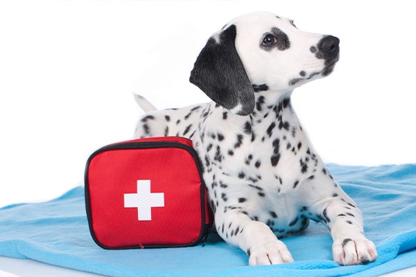Dog with emergency supply kit