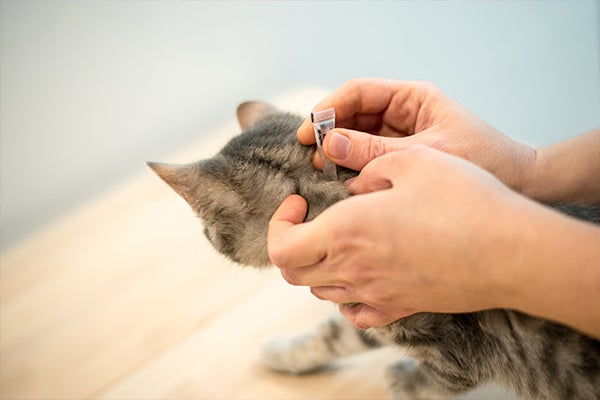 Cat getting flea medication