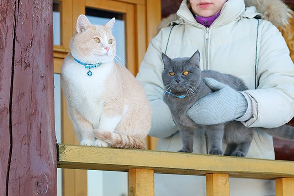 Two cats outside in the cold