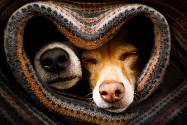 two dogs wrapped in warm blanket during winter