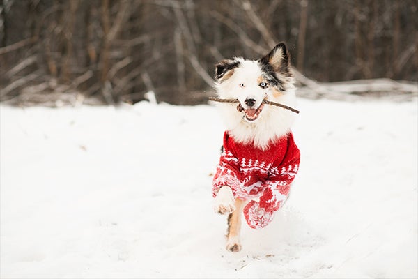 Dog playing in snow with warm sweater on