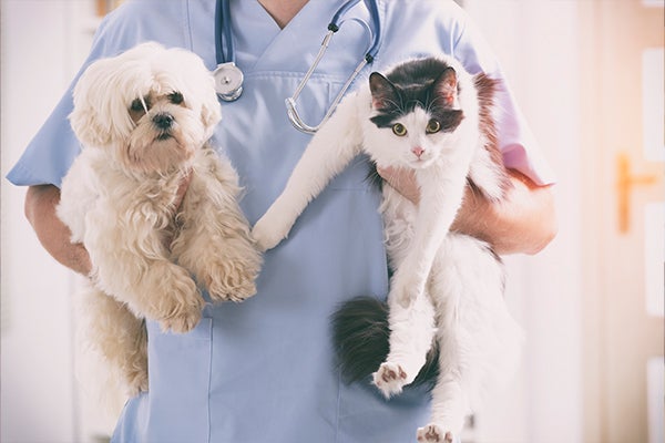 Dog and cat at the vet