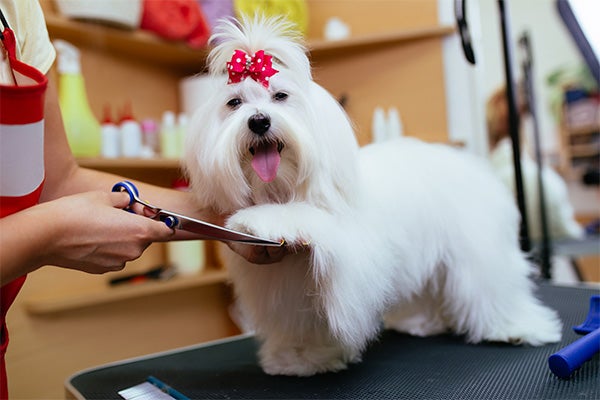 Dog getting groomed