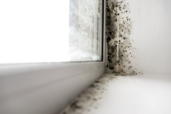 House Mold & Black Mold Identification