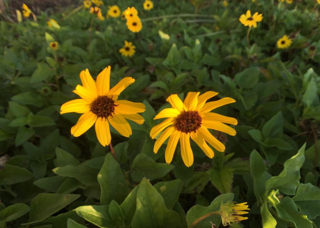 Helianthus argophyllus Helianthus argophyllus