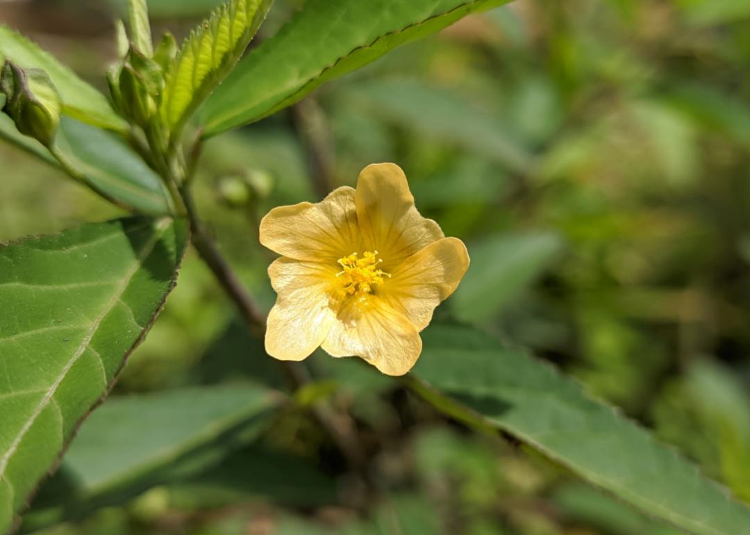 Sida rhombifolia Sida rhombifolia