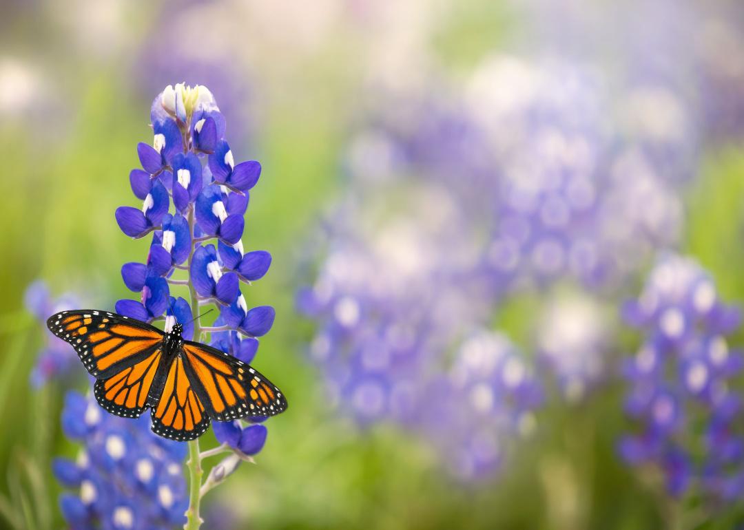 Lupinus texensis Lupinus texensis