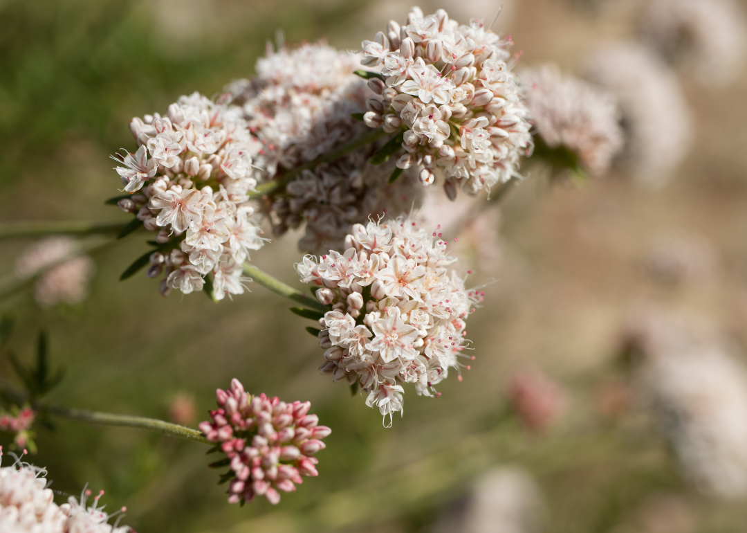 Eriogonum abertianum Eriogonum abertianum