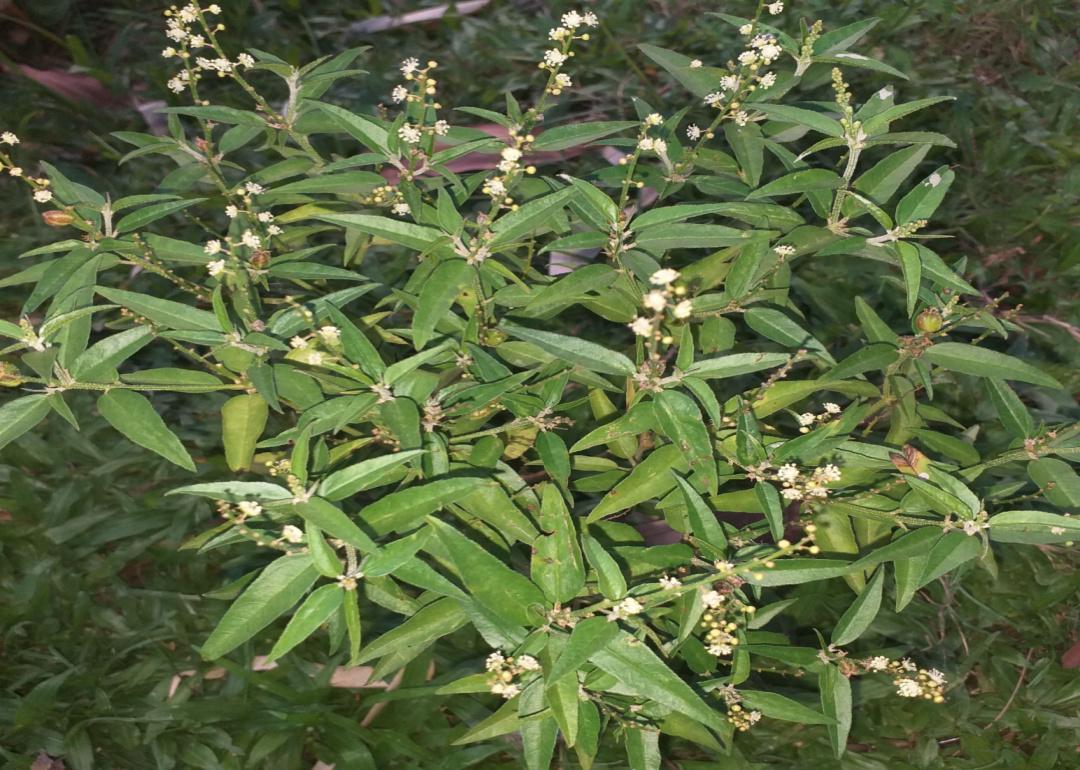 Croton capitatus Croton capitatus