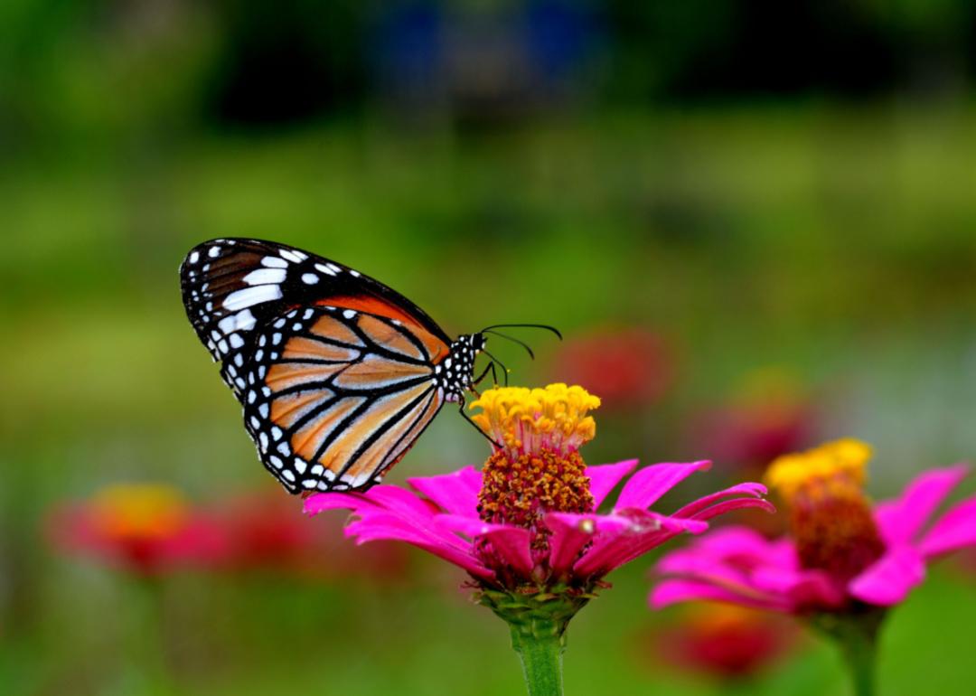 Butterfly on flower
