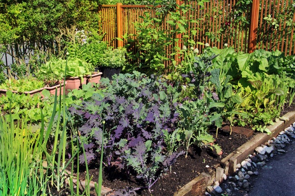 10 Tips for Organic Gardening At Home