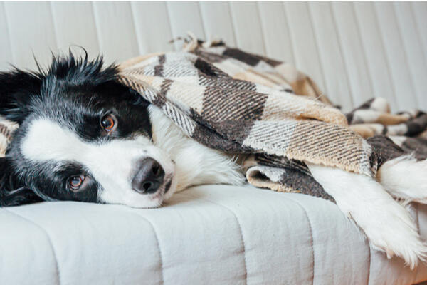 Dog wrapped in blanket on couch